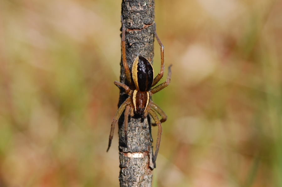 Gerandete Jagdspinne (Dolomedes fimbriatus)