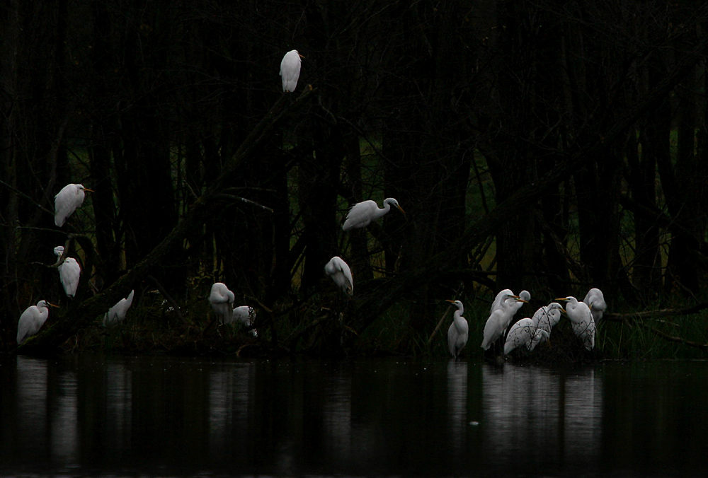 Silberreiher am Abend