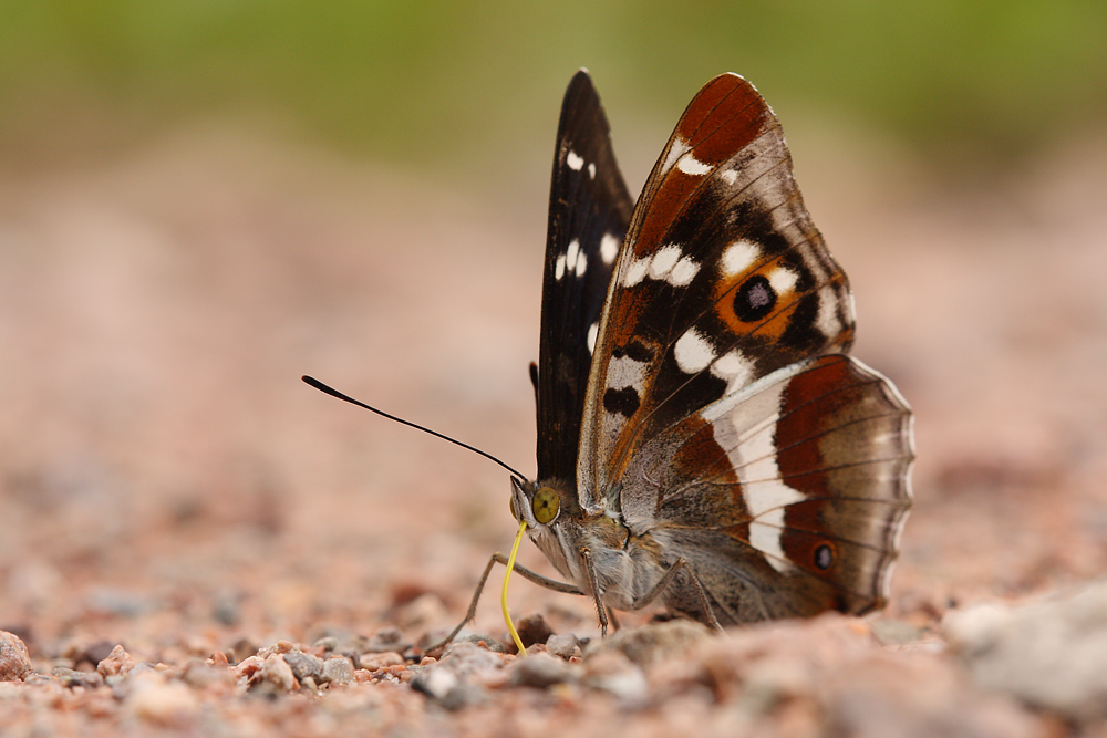 Schmetterling des Jahres 2011