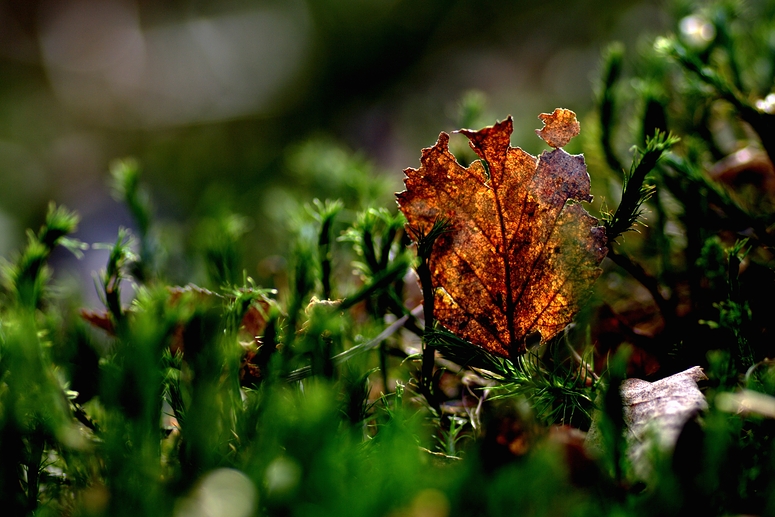 Herbst Überreste