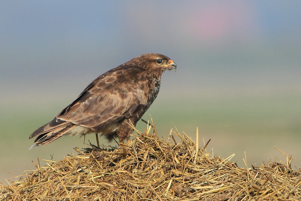 Buteo buteo