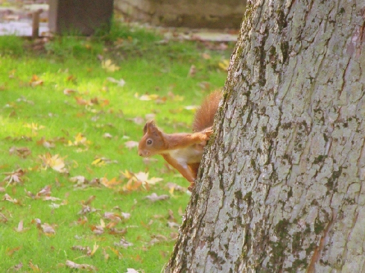 Eichhörnchen