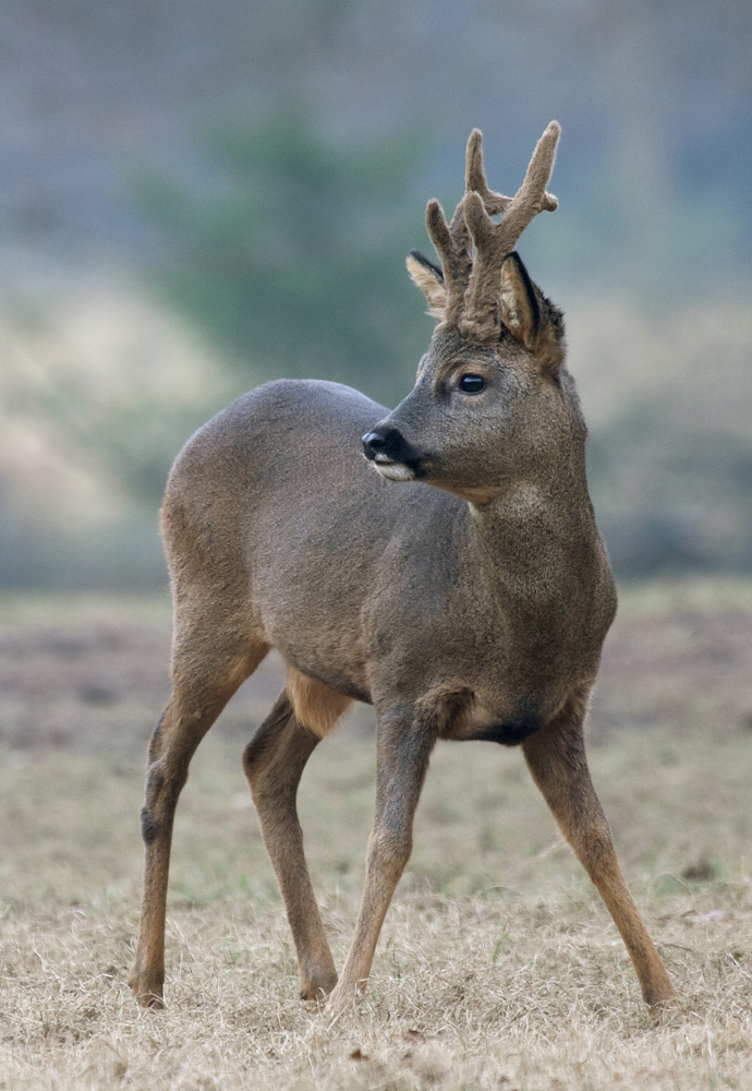 Der Bock (Forum für Naturfotografen)