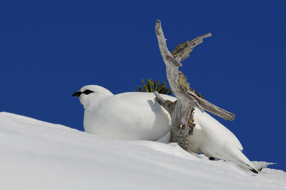 In den Alpen