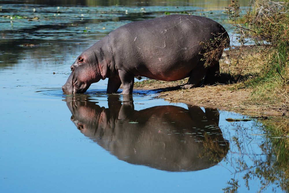 Hippopotamus amphibius (Forum für Naturfotografen)
