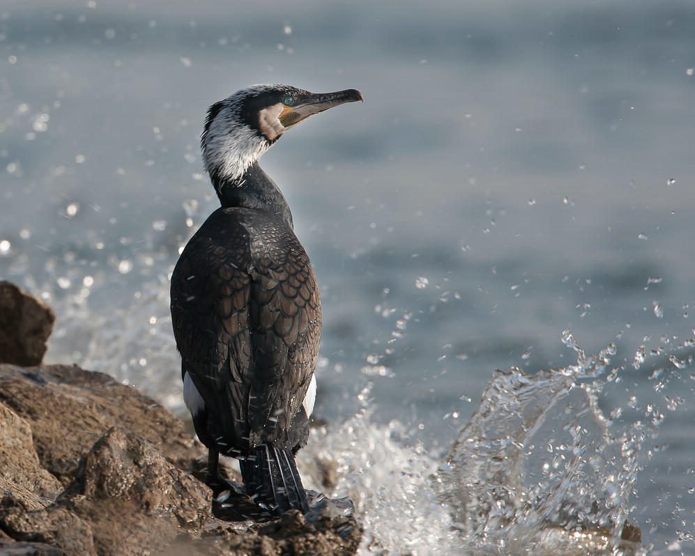 Kormoran