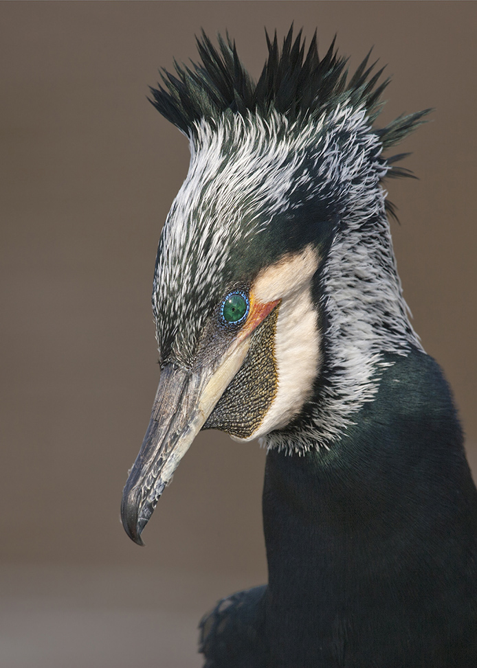 Balzender Kormoran