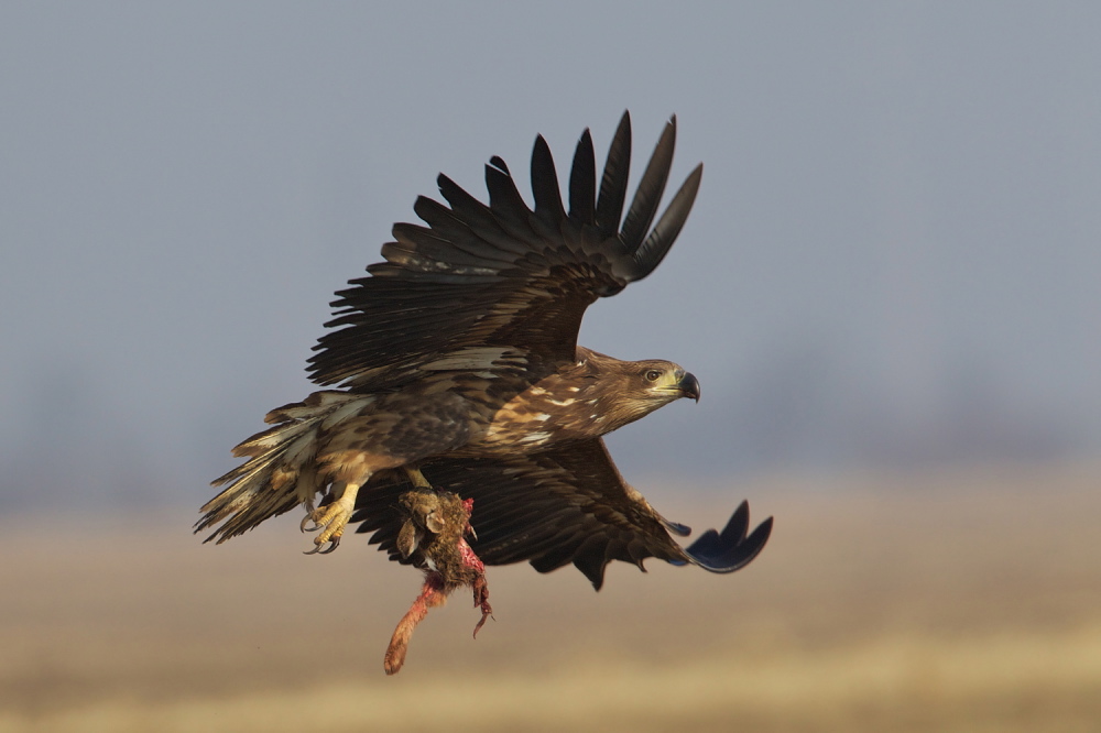 Seeadler mit Hase