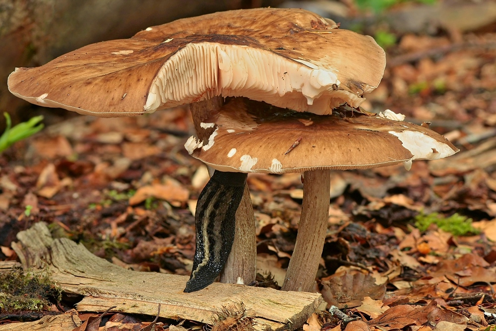 Voreilender Dachpilz (Pluteus primus)