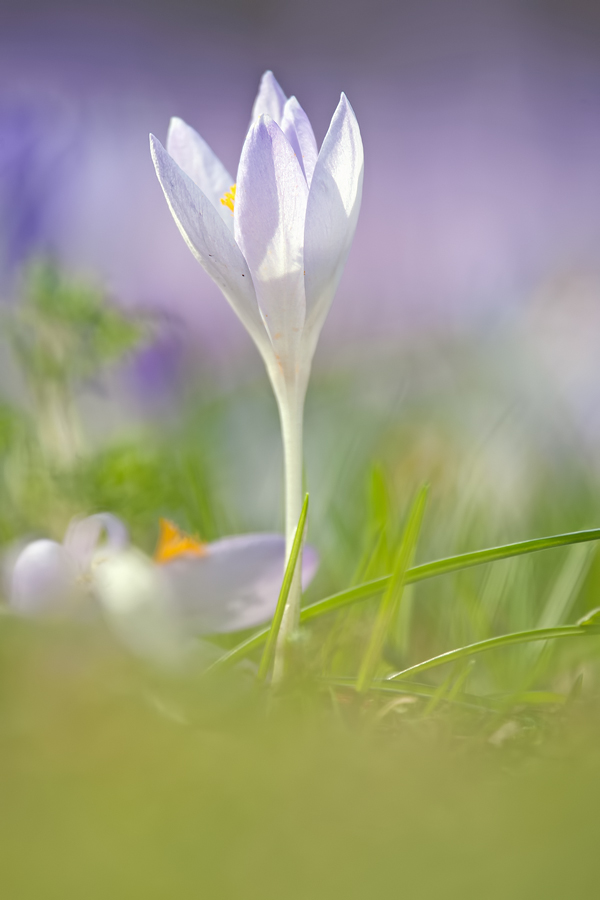 Frühlingsdurchlicht