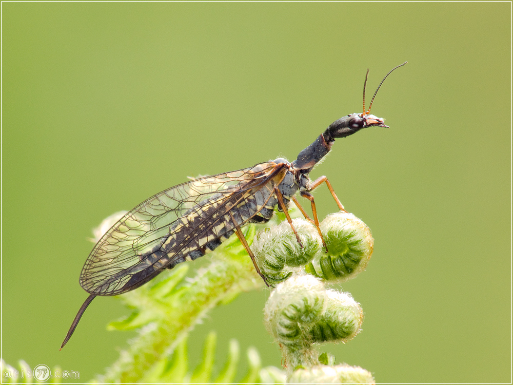 Kamelhaslfliege - Raphidiptera species