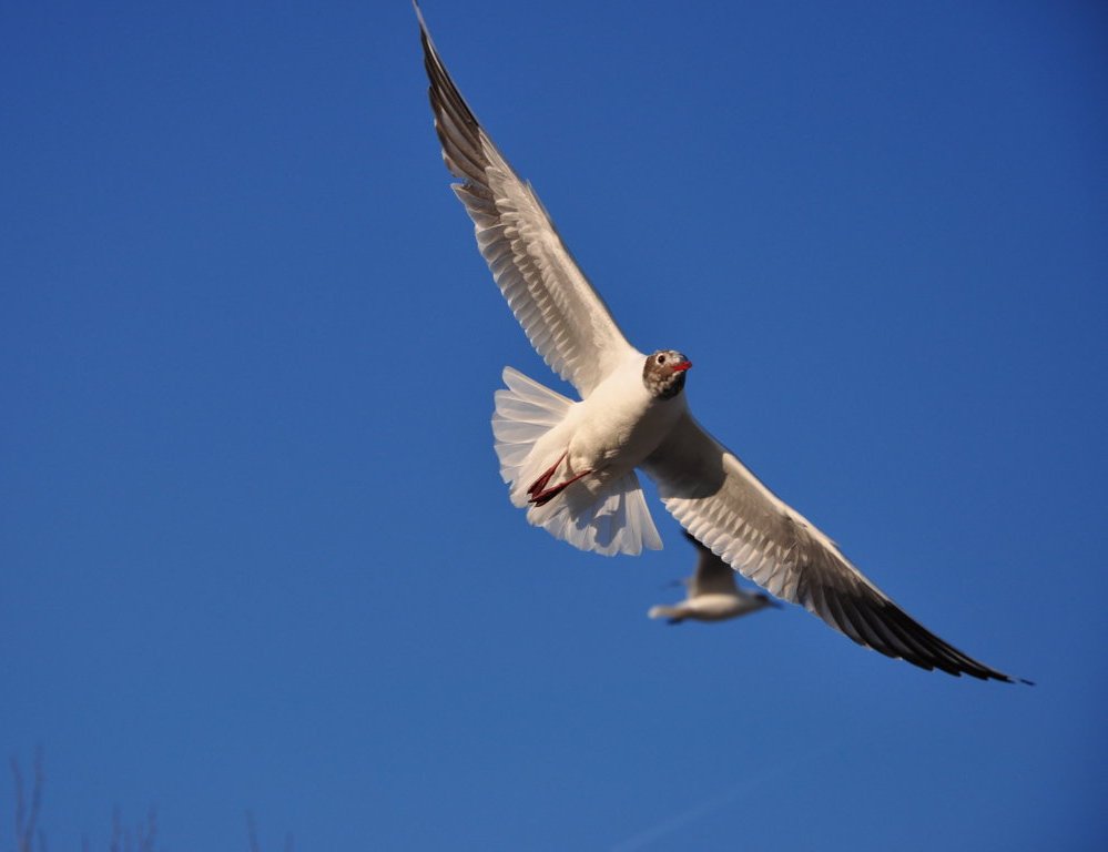 Möwe über der Themse