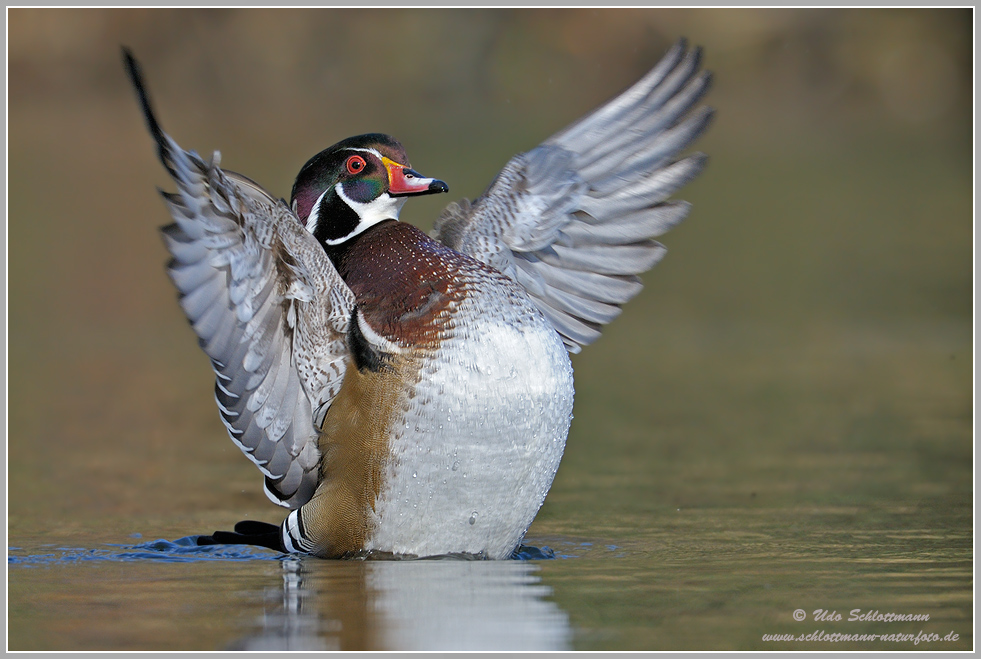 Brautente (wildlife)