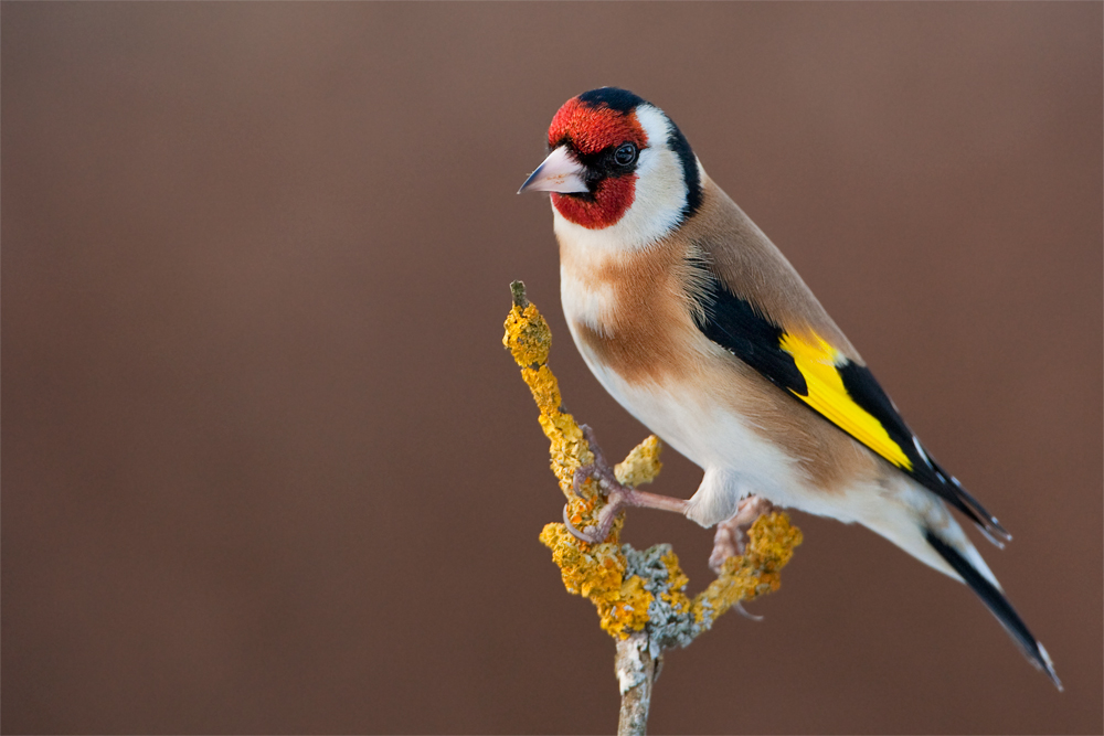Stieglitz (Forum für Naturfotografen)