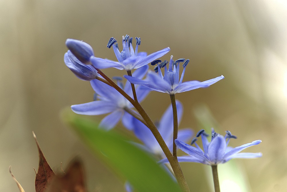 Blaustern-Erwachen - Scilla bifolia