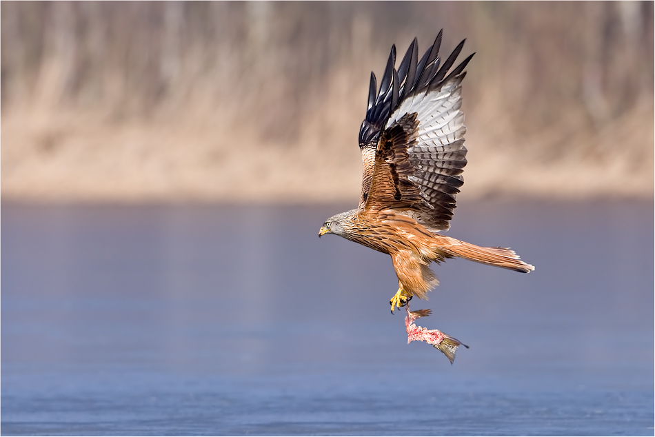 Sie sind zurück (Forum für Naturfotografen)