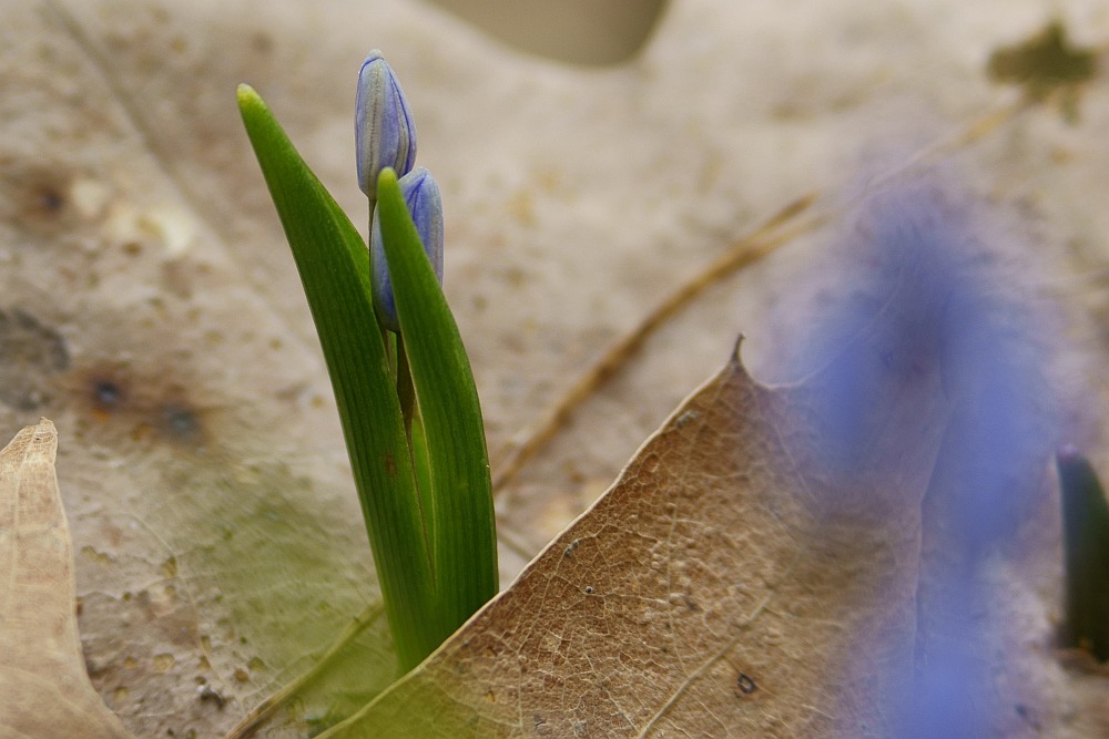 Blau vor Braun