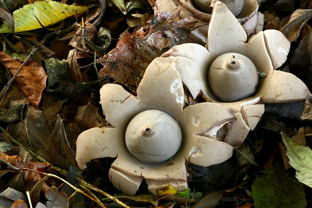 Halskrausen-Erdstern (Geastrum triplex)