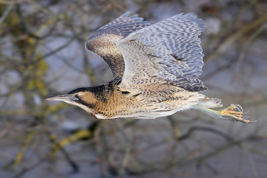 Flying Bittern