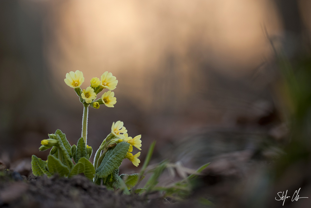 Schlüsselblume am Waldrand