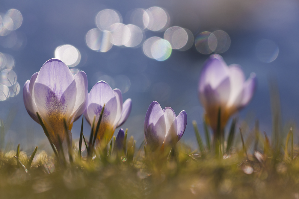 Krokusblüten