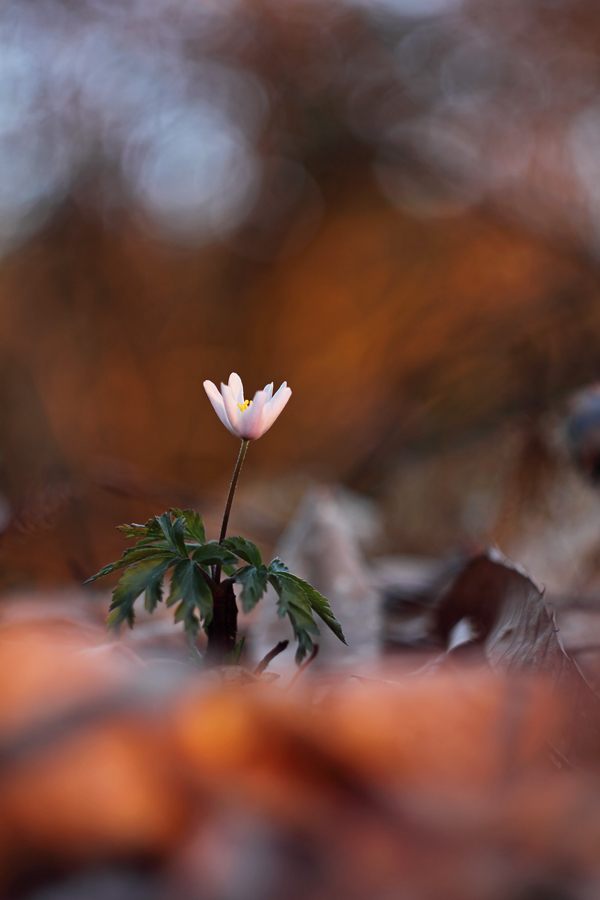 Die erste Anemone