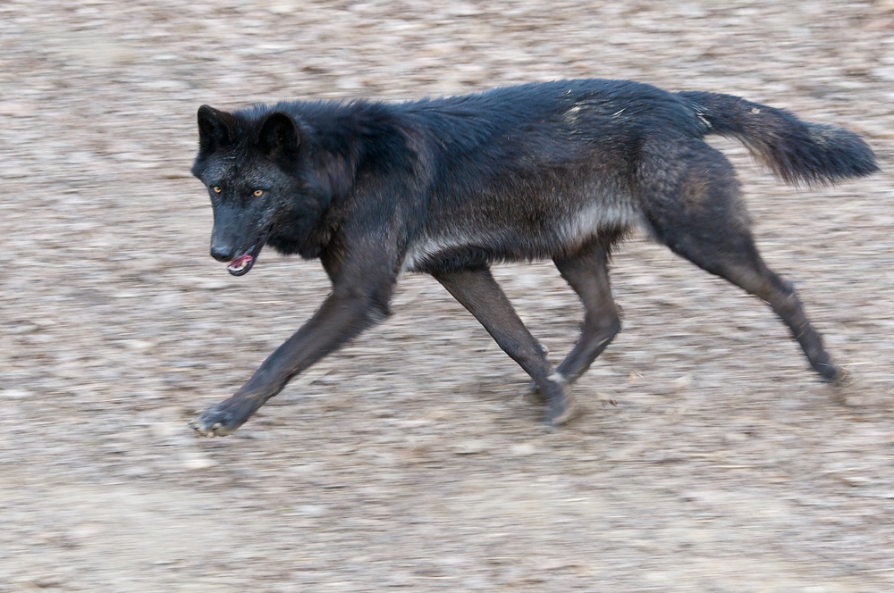 wolf running