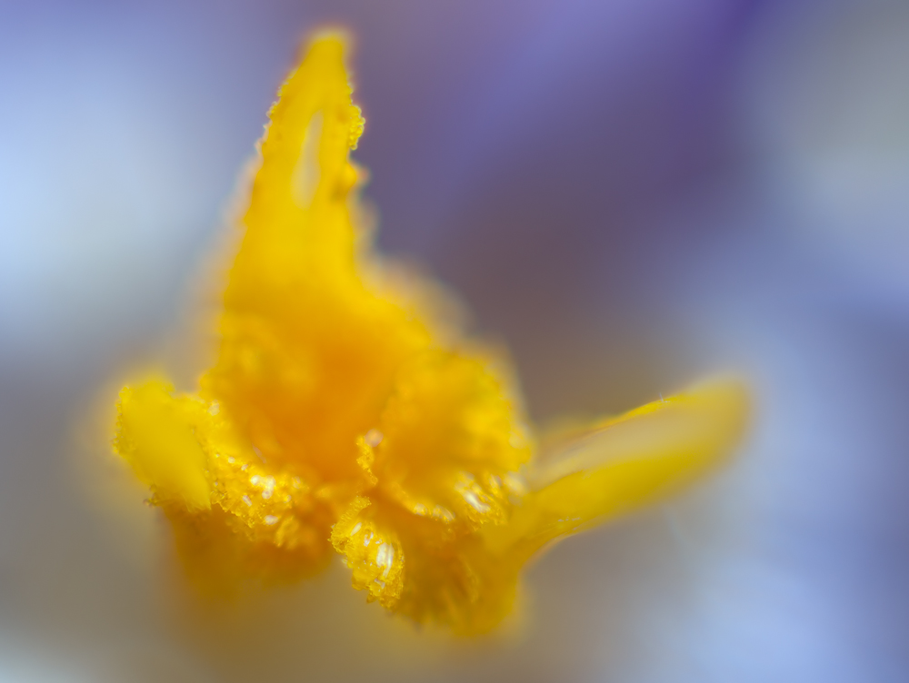 Krokus