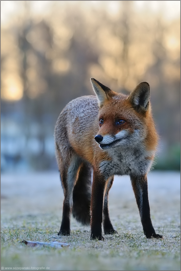 ~ Rotfuchs (Vulpes vulpes) ~