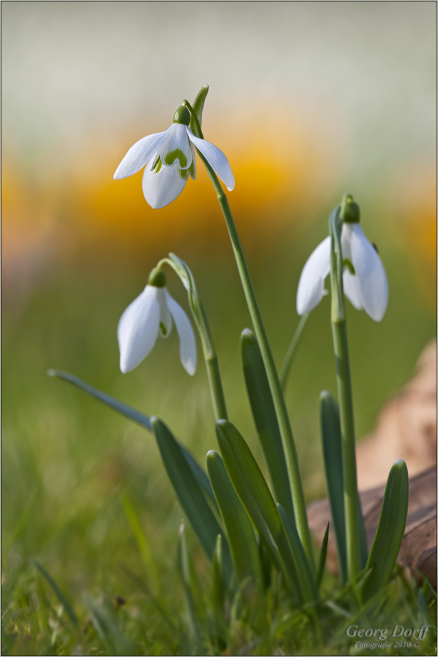 Frühlingsboten…