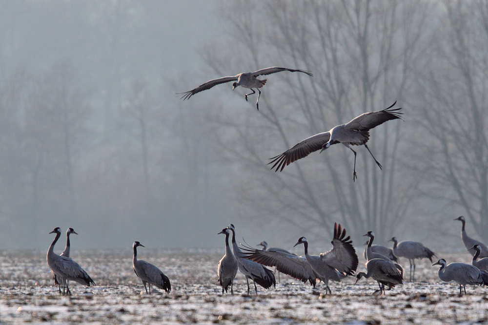 Kraniche im Landeanflug