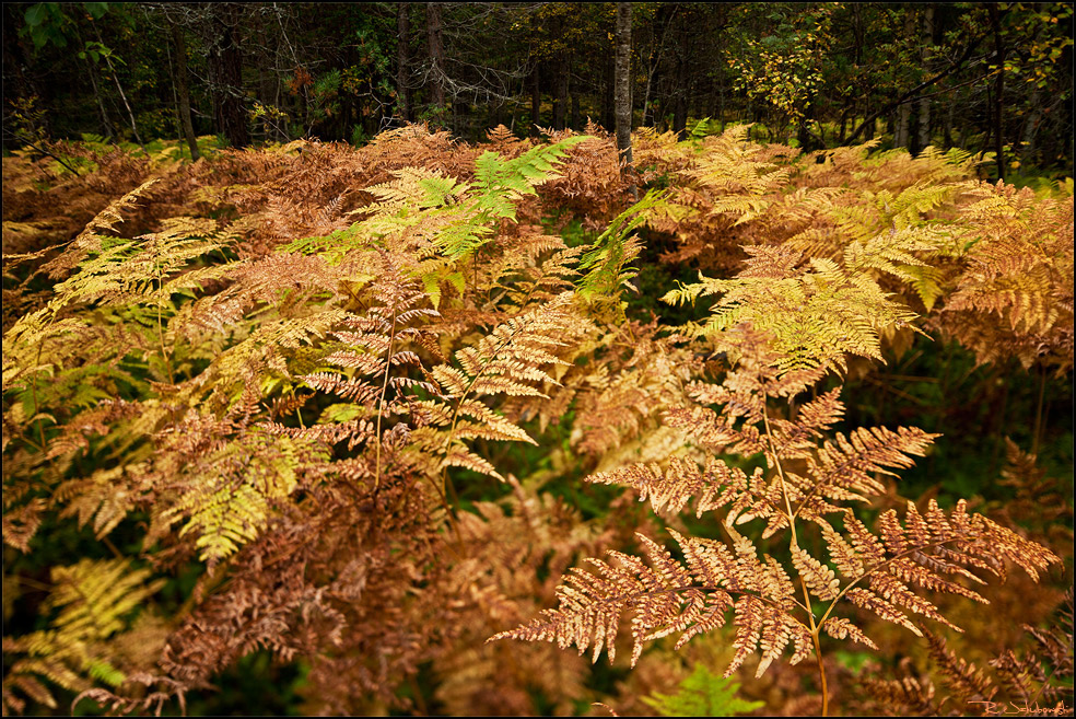 Im Farnenwald