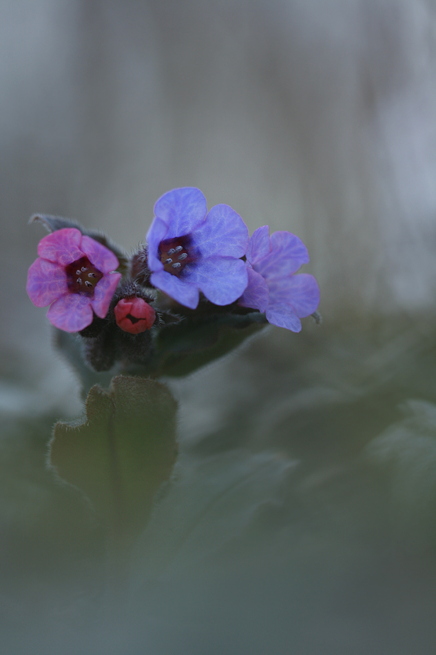 Pulmonaria ist auch schon da