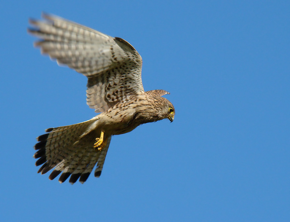 Rüttelflug