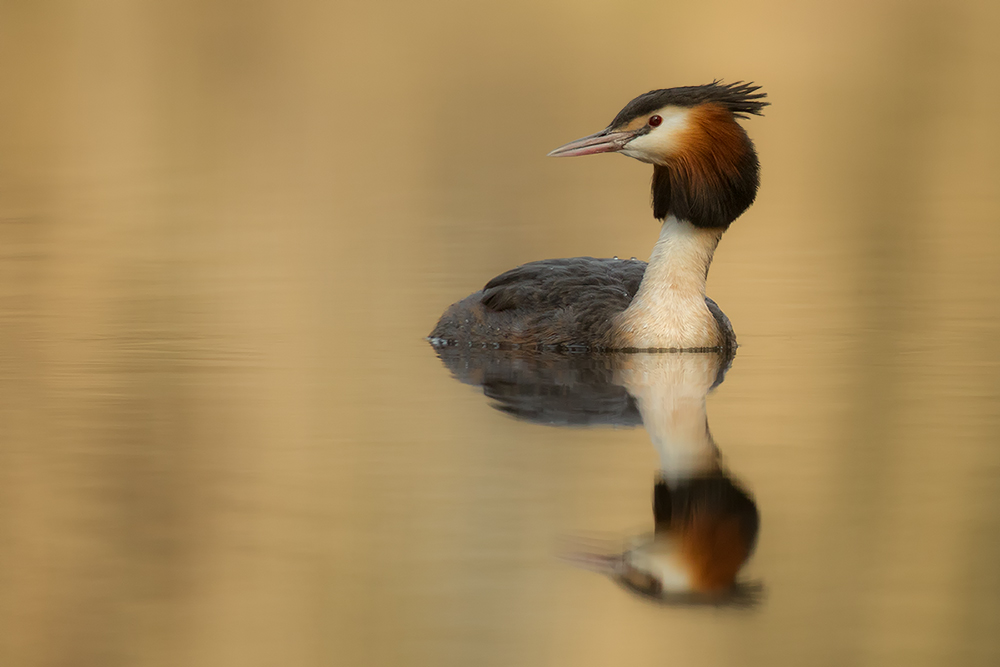 Haubentaucher (Podiceps cristatus)