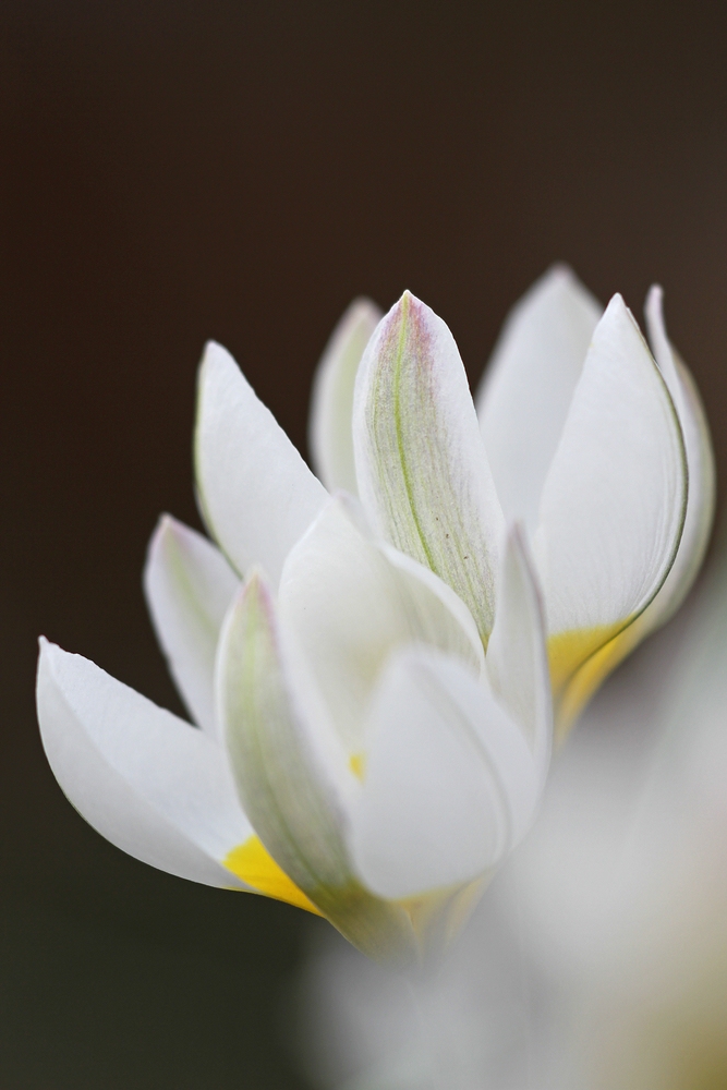 Wildtulpen