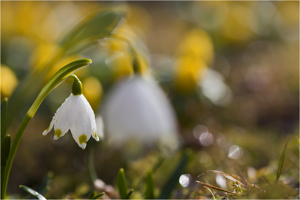 Frühling