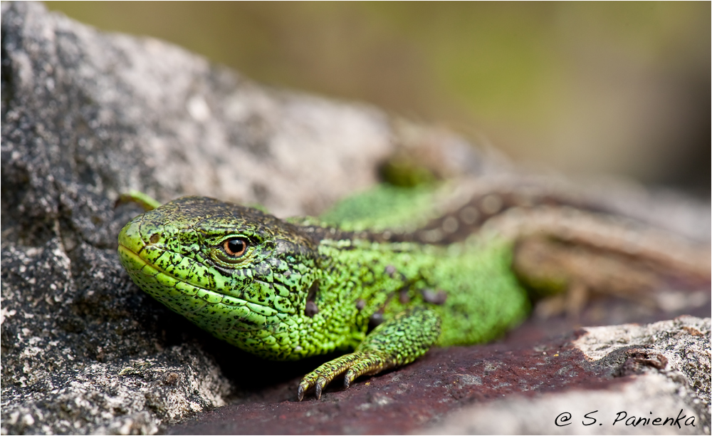 Zauni und Lösung des Froschrätsels