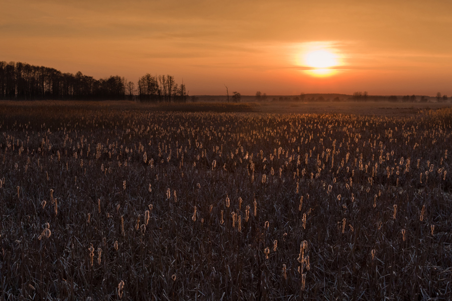Abendlicht über dem Schilfrohr