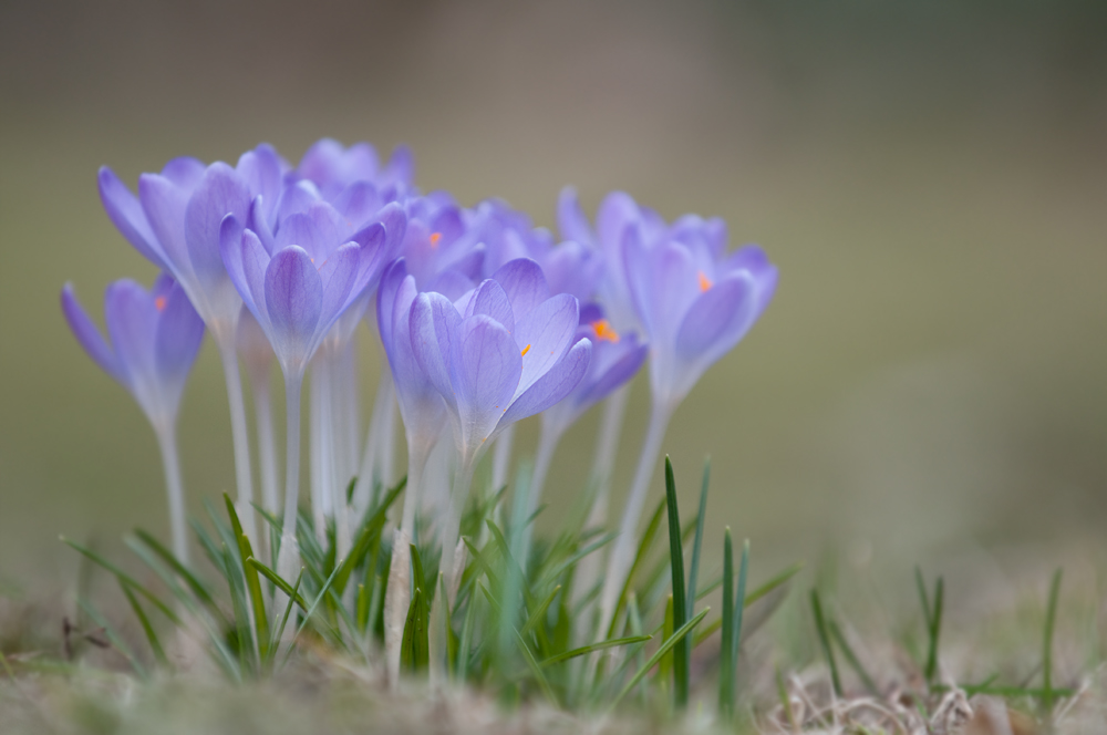 Krokus - jetzt auch bei mir!