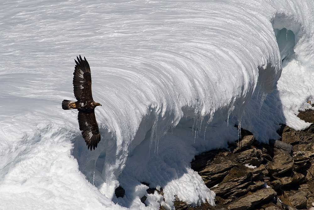 Steinadler