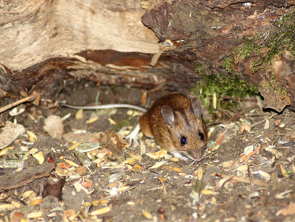 43+ Waldmaus Im Garten, Grünes leben • essen &amp; trinken • gesund