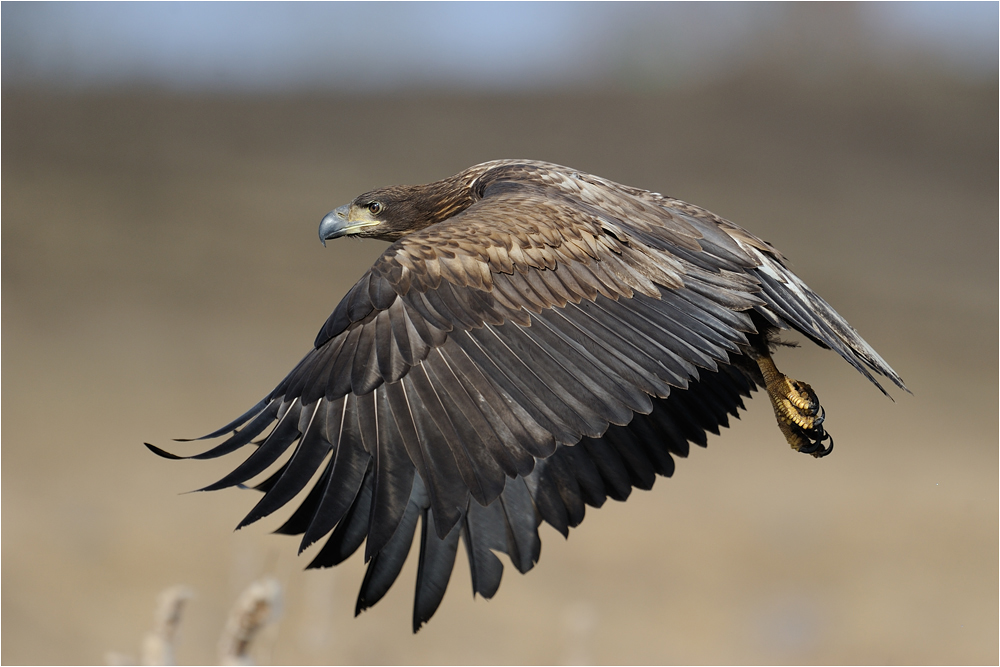 Juveniler Seeadler