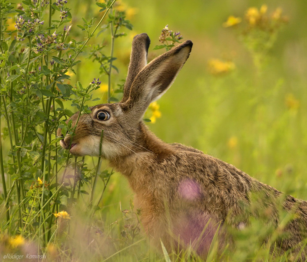 "Wenn Johanniskraut und Luzerne wieder blühen...!"