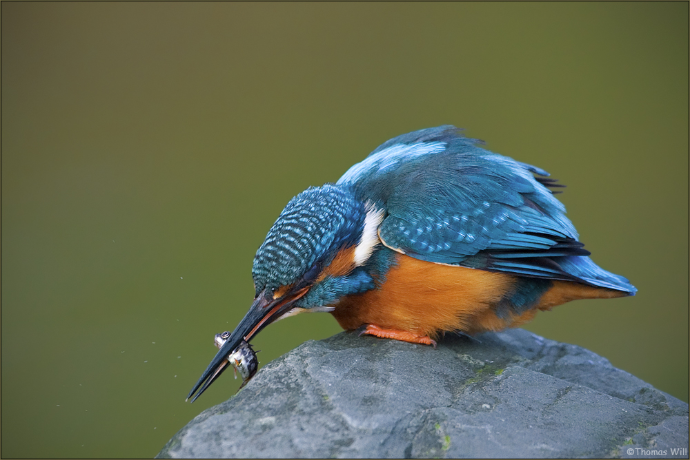 [ wings of kingfishers ~ 11 ]