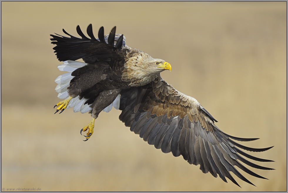 gewaltig... Seeadler *Haliaeetus albicilla*