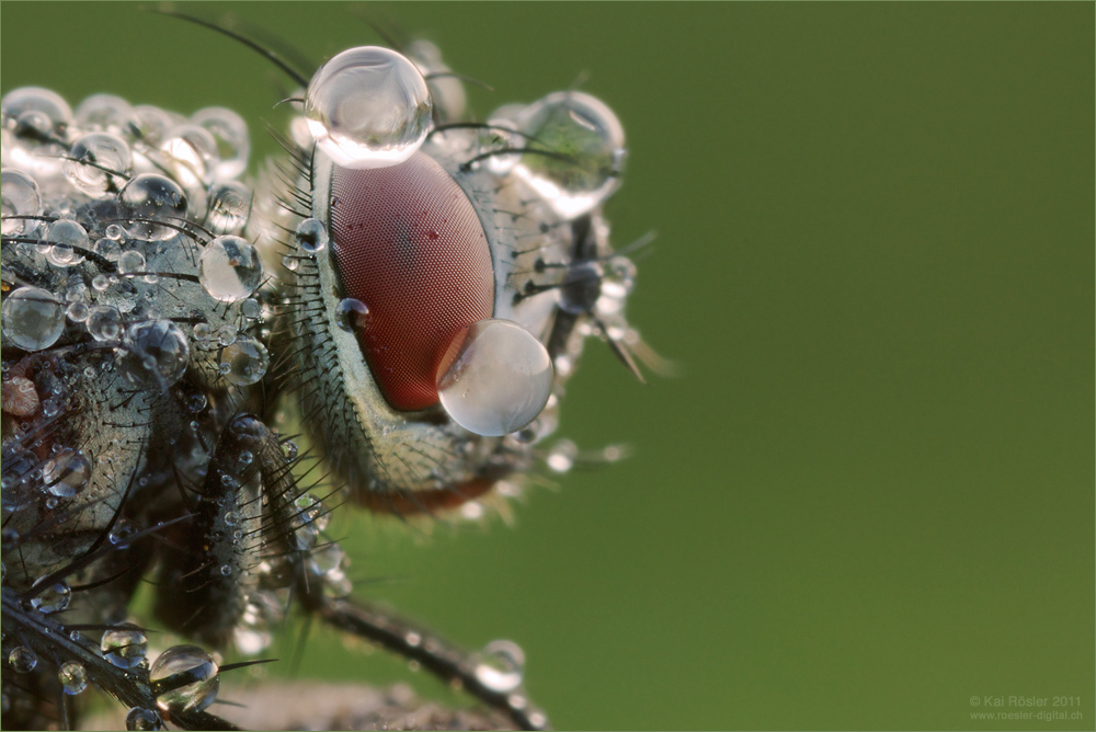 Feuchte Augen ....