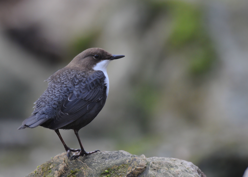 Wasseramsel