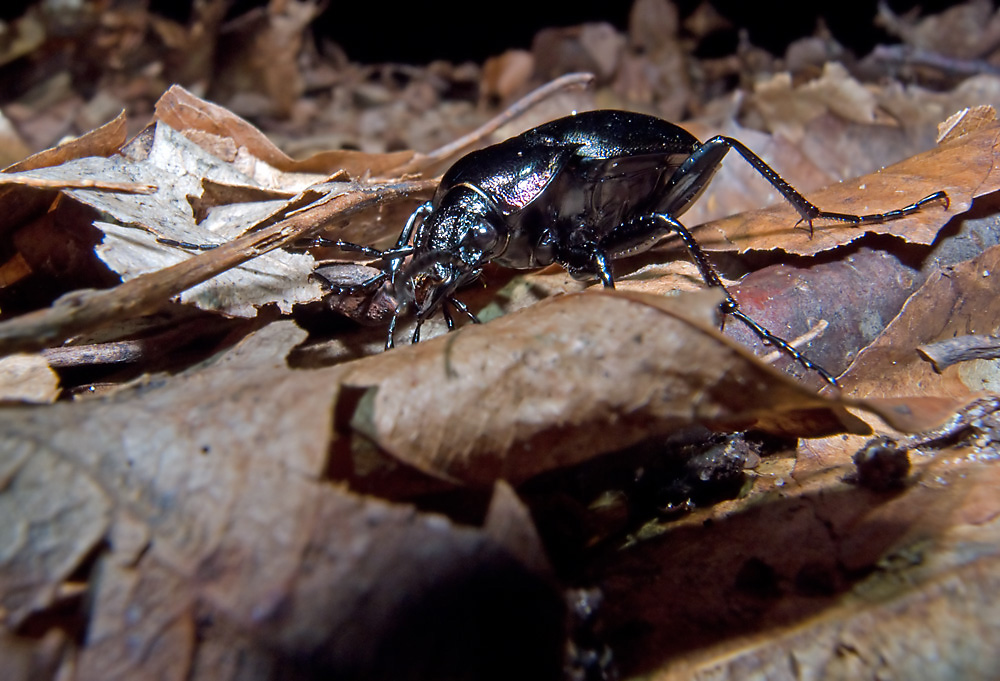 Carabus