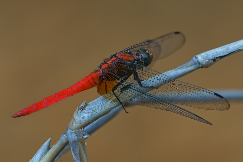 Orthetrum chrysis